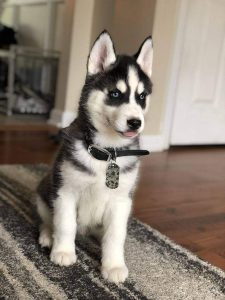 Husky puppies