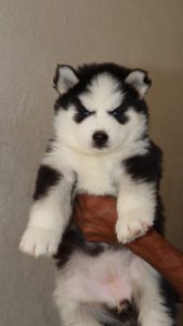 Husky puppies