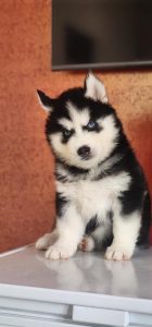 Husky puppies for sale