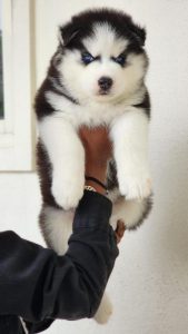 Husky puppies