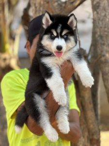 Husky puppies