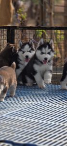 Husky puppies