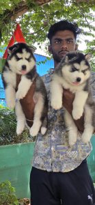 Husky puppies