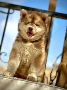 Husky puppies