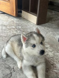 Husky puppies