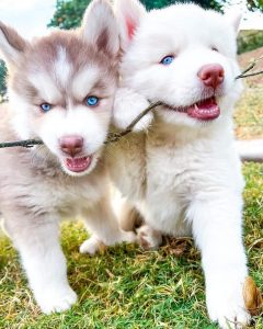 Husky puppies for sale