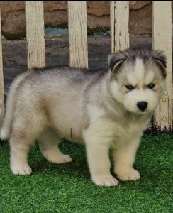 Husky puppies for in Goa