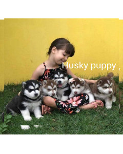 Husky puppies for sale Goa