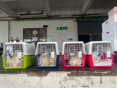 Husky puppies for sale KCI registered