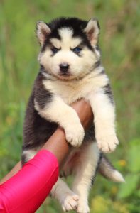 Husky puppy available in Chennai