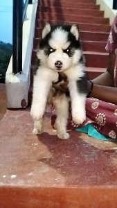 Husky puppy available in Chennai