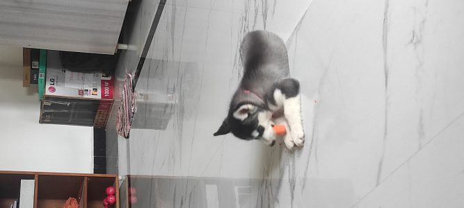 Husky Puppy for sale