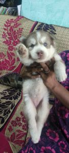 Husky puppy