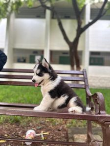 Husky puppy for Sale