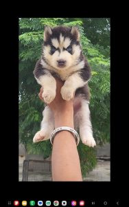 Husky puppys