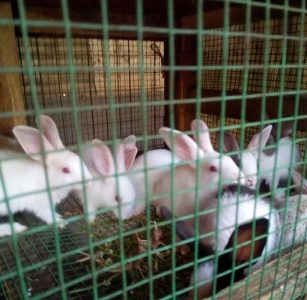 Hybrid broiler Rabbit for sale in vithura Trivandrum