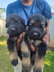 Import linage German Shepherd puppies
