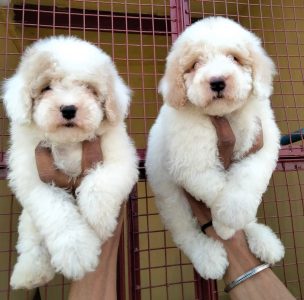 IMPORT LINEAGE COCAPOO PUPPS @ ROYAL ORCHID PAWS 9205546224