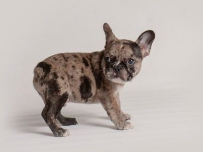 IMPORT LINEAGE FRENCH BULLDOG PUPPS @ ROYAL ORCHID PAWS 9205546224