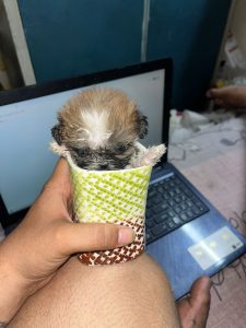 IMPORT LINEAGE SHIHTZU PUPPS @ ROYAL ORCHID PAWS 9205546224