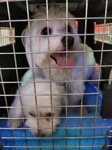 Imported Pure Maltese dog for sale