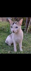 Indian Cat (heterochromia)