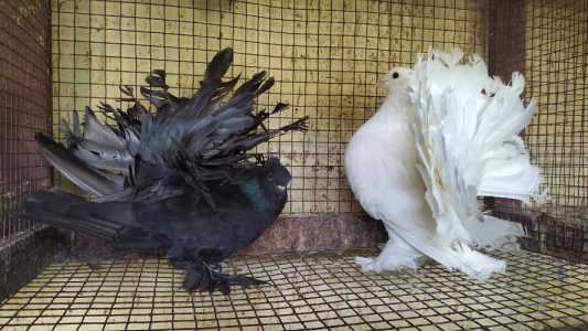 Indian fan tail ( fancy pigeon )