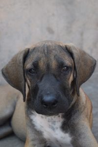 INDIAN MASTIFF BULLY KUTTA PUPPY | IMPORT BLOODLINE | 75 DAYS OLD