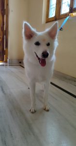 Indian spitz vaccinated