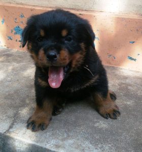 INTELLIGENT GUARDIAN FOR YOUR HOME  ROTTWEILER