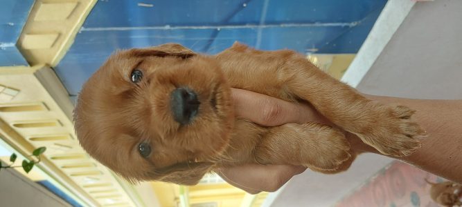 Irish setter puppies for sell