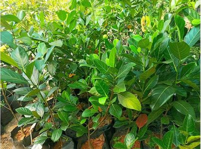 Jack Fruit Plants(പ്ലാവ്)