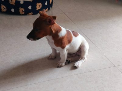 Jack Russle Terrier Male Puppy