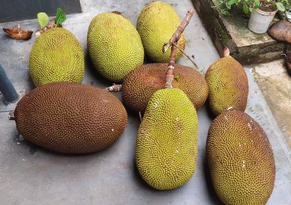 Jackfruit's