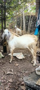 Jamna pyari pure breed