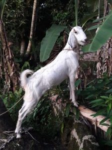 jamunapari  cross  pregnant