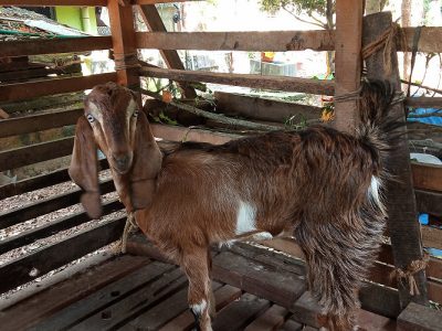 Jamunapyari beettle cross goat