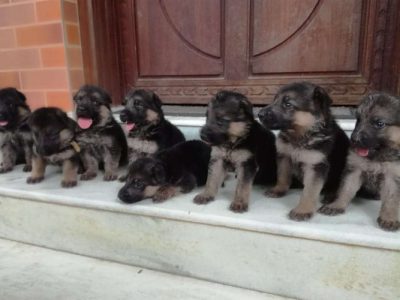 Jerman sheppered puppies