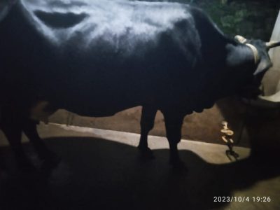 Jersey Cow with calf