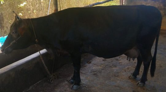 Jersey cow