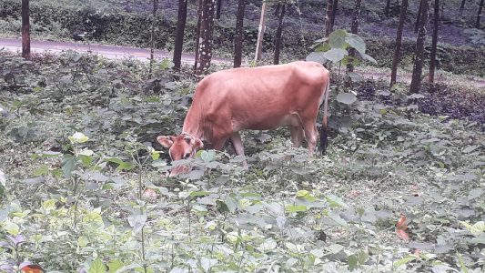 Jersey cow for sale