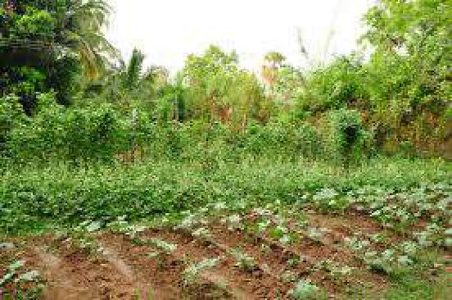 Kairali Agricultural Farm