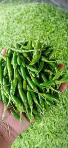 KANTHARI MULAK BIRDS EYE CHILLI