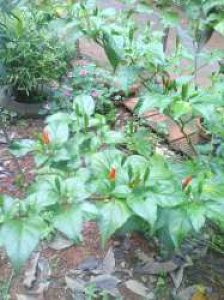 Kantharimulaku for Sale