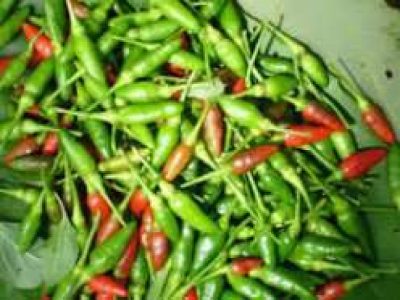 Kantharimulaku for Sale