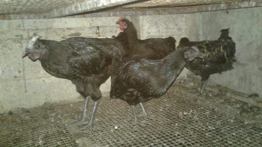 Karinkoyi Black Hens