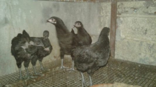 Karinkoyi Small Black Hens