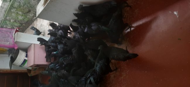 Karinkozhi Available