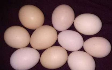 Karinkozhi egg for sale