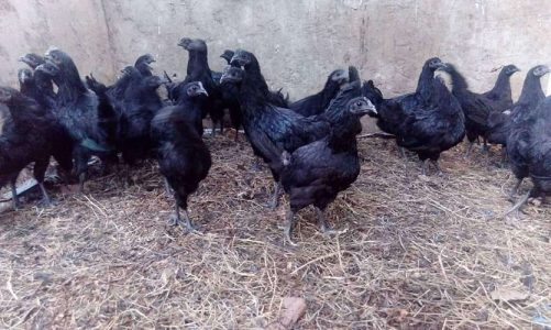 Karinkozhi, gramasree,bv380,available ernakulam ph 859089459